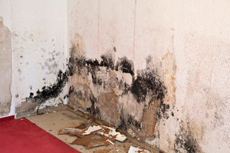black mold growth on a building material after flood